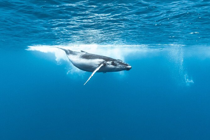 Private tour whale watching and snorkeling in Moorea - Lagoon options if the ocean turns rough