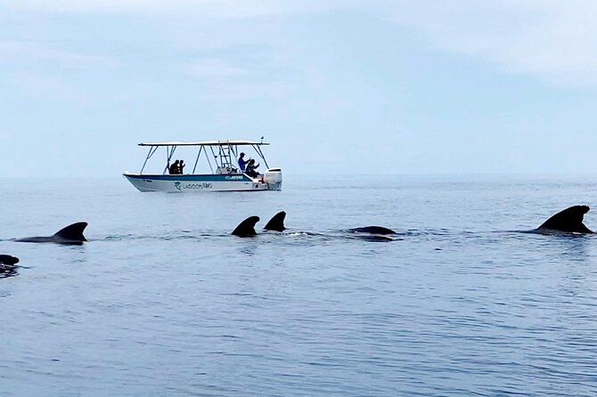 Private tour whale watching and snorkeling in Moorea - How the private format affects the price