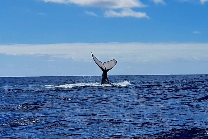 Private tour whale watching and snorkeling in Moorea - Equipment, fitness, and age rules