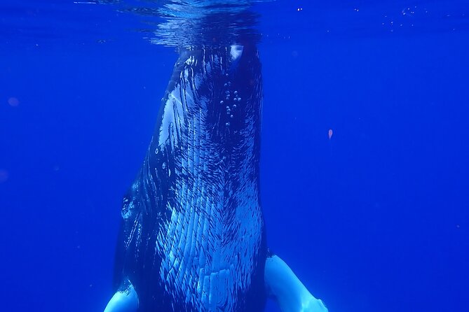 Private Tour Whale Watching Half Day Tour - Setting out from Moorea Marina