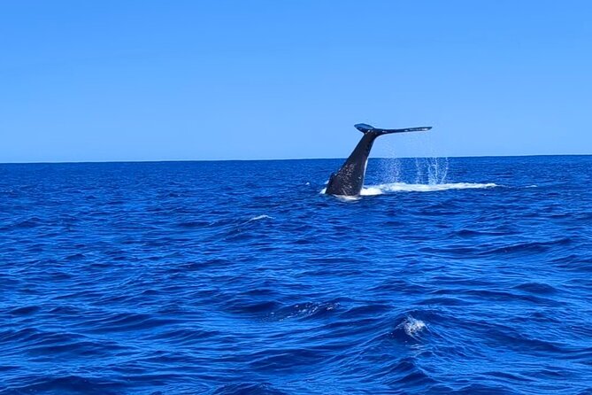 Private Tour Whale Watching Half Day Tour - Swimming with whales requires confidence