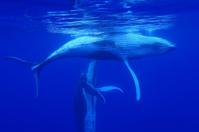 Private Tour Whale Watching Half Day Tour - Is $1,396.84 good value?