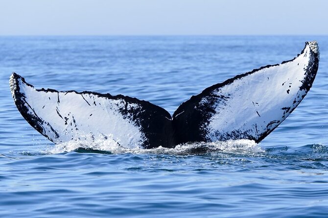 Private Tour Whale Watching Half Day Tour - Who will enjoy this Moorea whale tour?