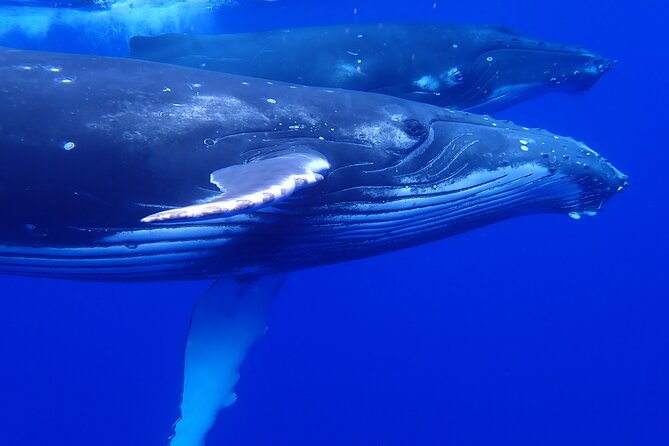 Private Tour Whale Watching Half Day Tour - A wildlife trip, not a whale guarantee