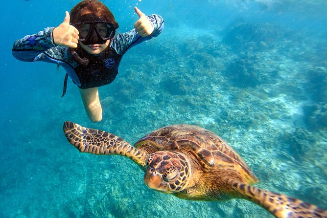 Private Turtle and Ray Tour Rarotonga - What makes this Rarotonga turtle tour different