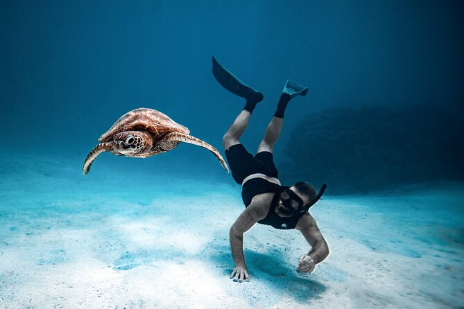 Private Turtle and Ray Tour Rarotonga - Why the private format may be worth the price