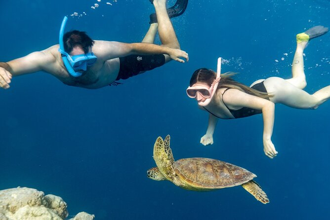Private Turtle and Ray Tour Rarotonga - The photography is a major part of the experience