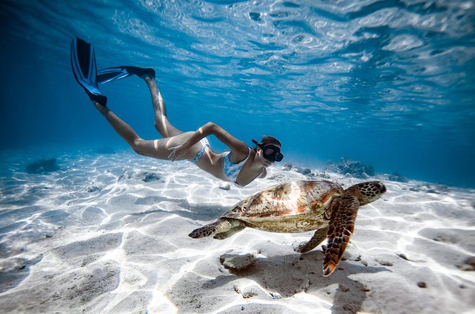 Private Turtle and Ray Tour Rarotonga - Who will enjoy this turtle experience most