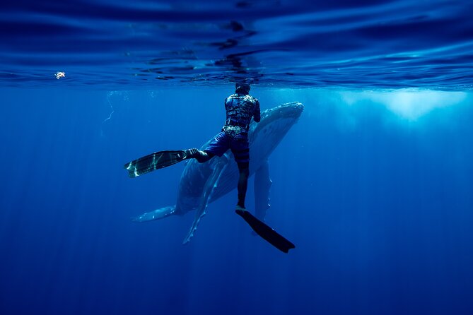 Private Whale Watching Adventure in Mo'orea - Six hours in Mo’orea’s whale country