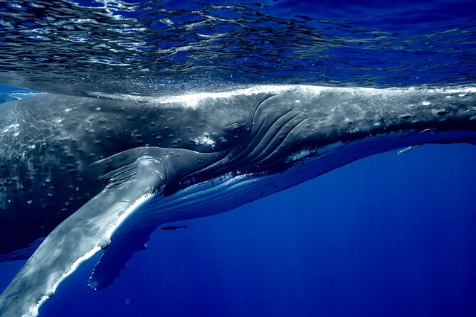 Private Whale Watching Adventure in Mo'orea - Why boat viewing still works
