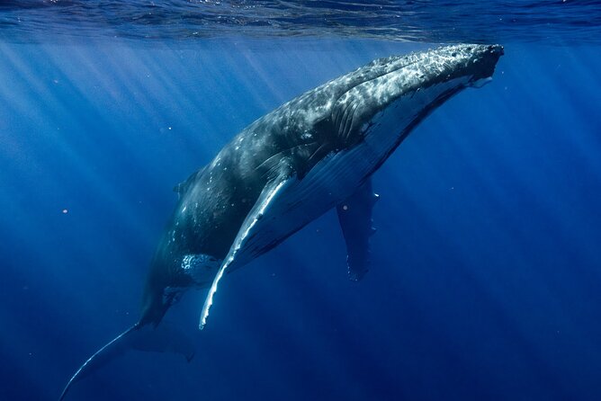 Private Whale Watching Adventure in Mo'orea - Who will get the most from this Mo’orea tour