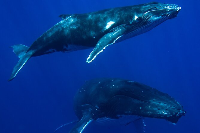 Private Whale Watching Adventure in Mo'orea - What Teoni and Julien add to the day