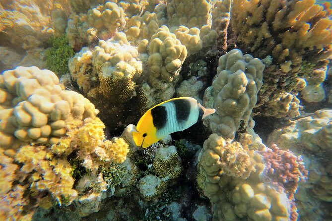 Raiatea-Tahaa Snorkeling in our beautiful Coral Garden - Key points to know before you book