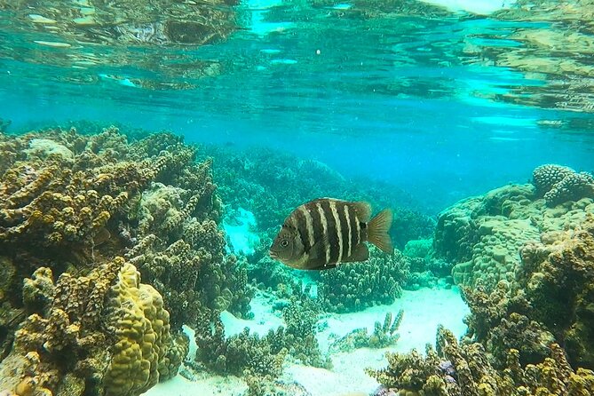 Raiatea-Tahaa Snorkeling in our beautiful Coral Garden - From Uturoa Harbor to Tahaa’s Coral Garden