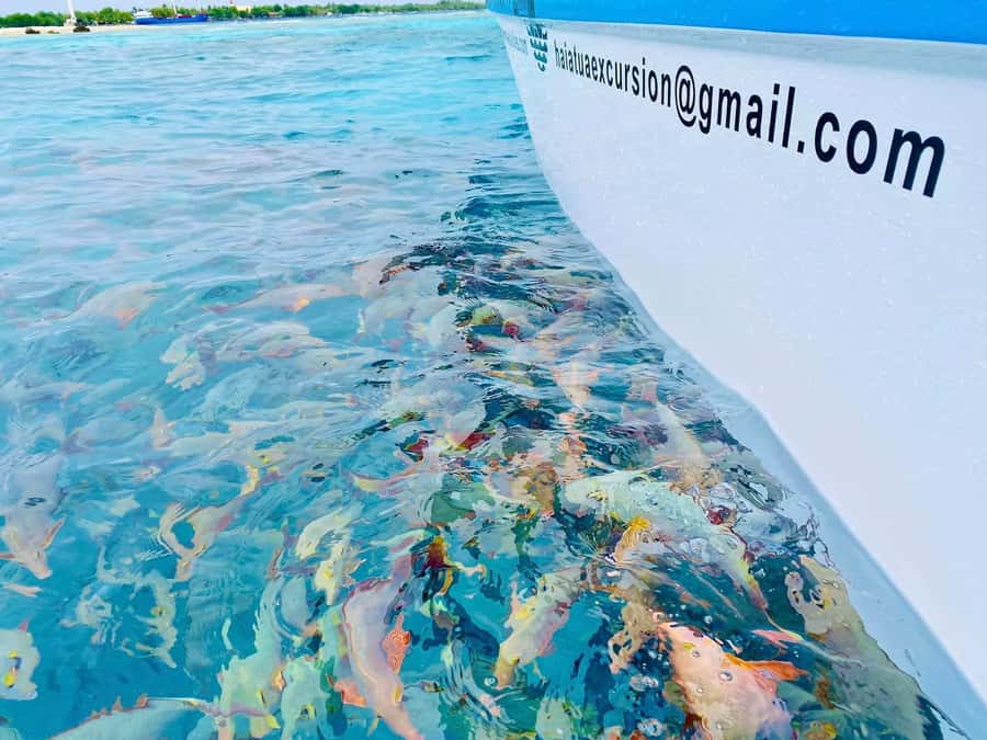Rangiroa: Blue Lagoon Tiputa Pass Coral Garden Island Birds - Tiputa Pass for dolphins and coral fish