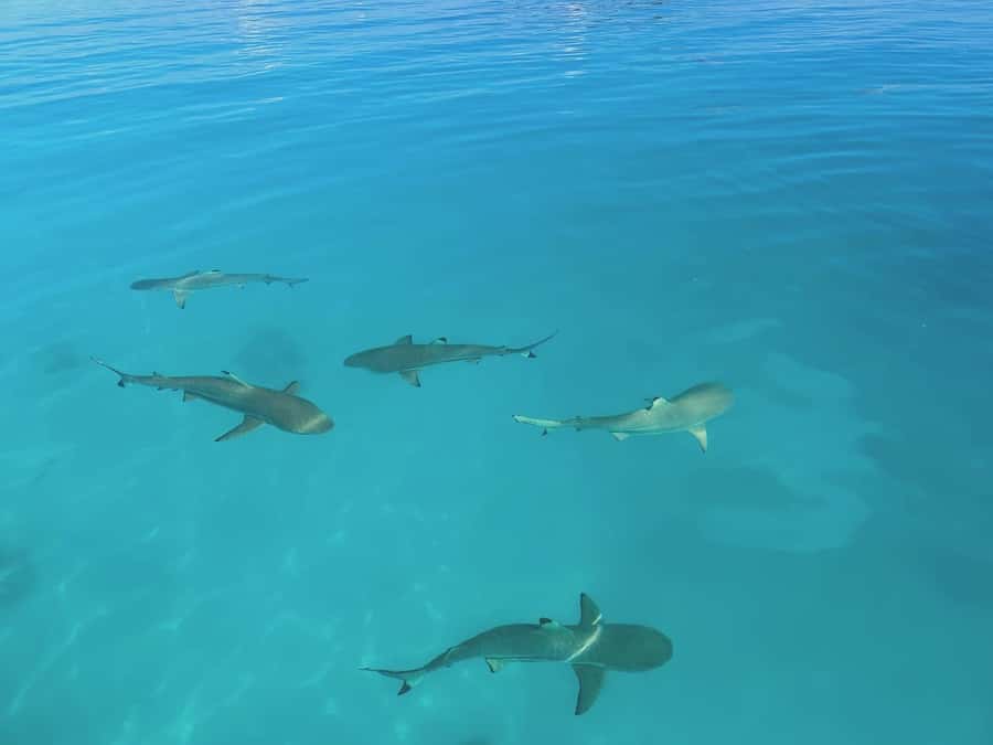 Rangiroa: Blue Lagoon Tiputa Pass Coral Garden Island Birds - The possible Avatoru Pass descent