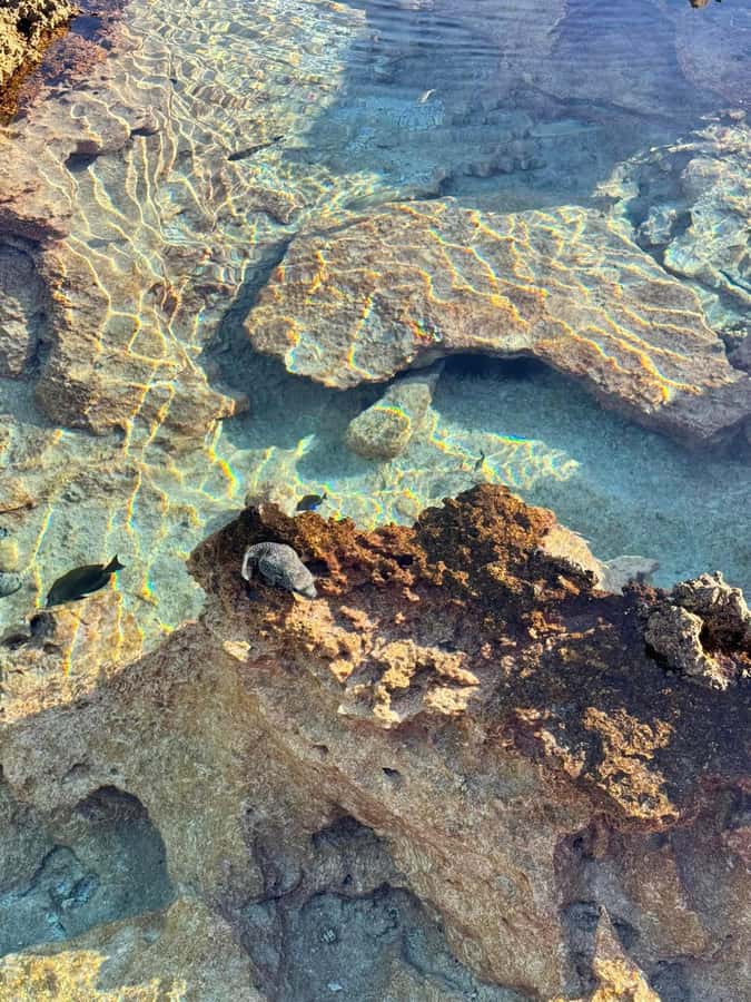 Rangiroa: Blue Lagoon Tiputa Pass Coral Garden Island Birds - What the $176 price includes