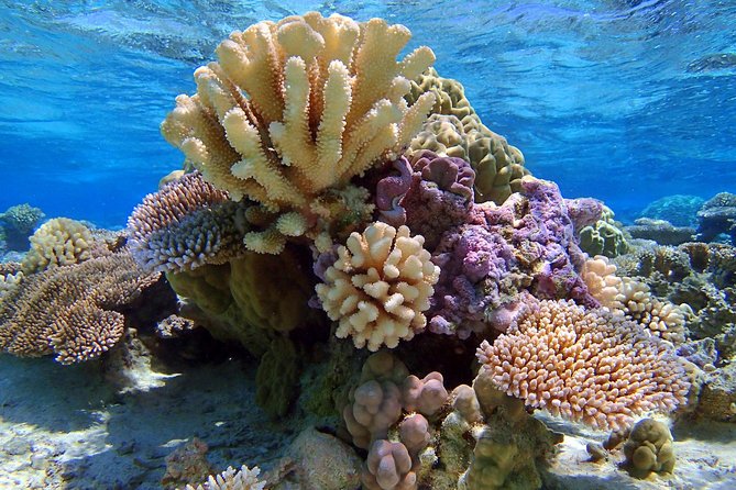 Reef Discovery Half Day Group Signature Tour - A small boat built for Bora Bora’s lagoon