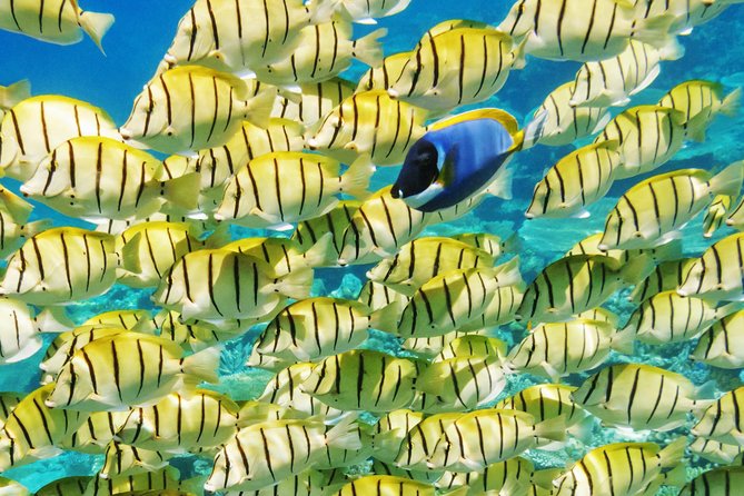 Reef Discovery Half Day Group Signature Tour - Eagle rays, sharks, and stingrays add variety