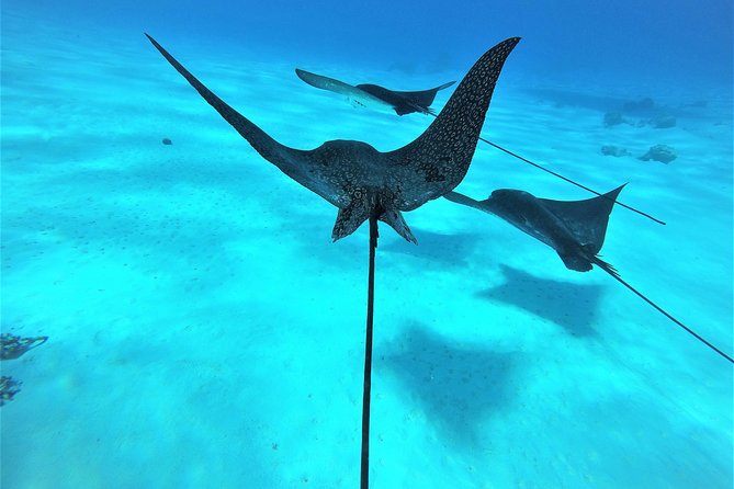 Reef Discovery Half Day Group Signature Tour - The guides make the biggest difference