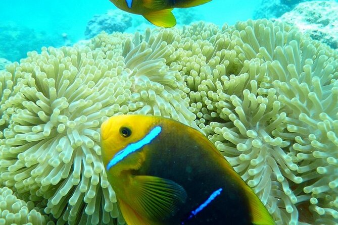 Reef Discovery Luxury Private Snorkeling Lagoon Tour - Why a private boat changes the Bora Bora lagoon experience