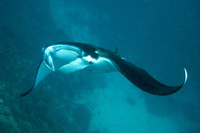 Reef Discovery Luxury Private Snorkeling Lagoon Tour - What the snorkeling itself offers