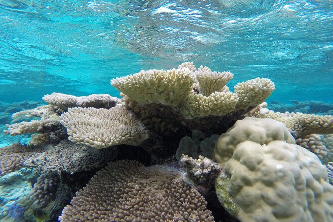 Reef Discovery Private Full Day Lagoon Tour & Water Lunch - Lunch with Mount Otemanu in view