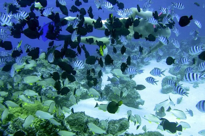 Reef Discovery Private Full Day Lagoon Tour & Water Lunch - Timing, weather, and cancellation details