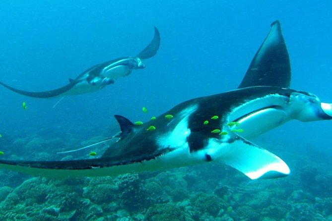 Reef Discovery Private Half Day Lagoon Tour - Manta rays and eagle rays on the first water stops