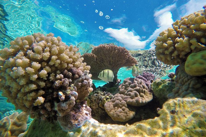 Reef Discovery Private Half Day Lagoon Tour - Captain Fabian, clean boat, and simple refreshments