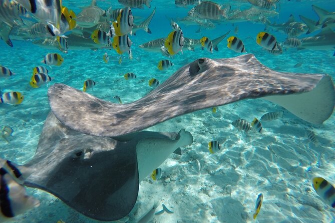 Reef Discovery Private Half Day Lagoon Tour - What the private format changes
