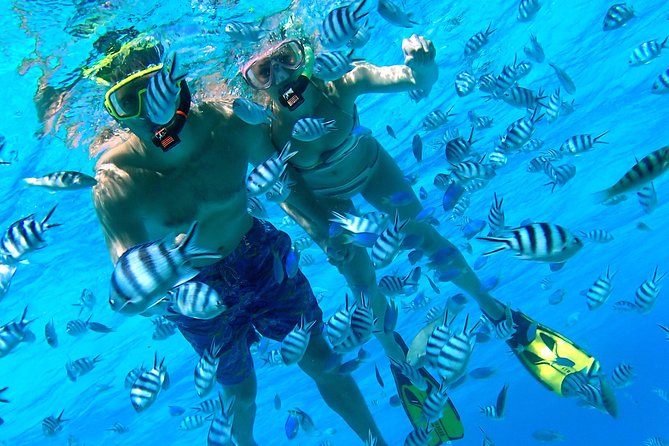 Reef Discovery Private Half Day Lagoon Tour - The coral garden and natural aquarium