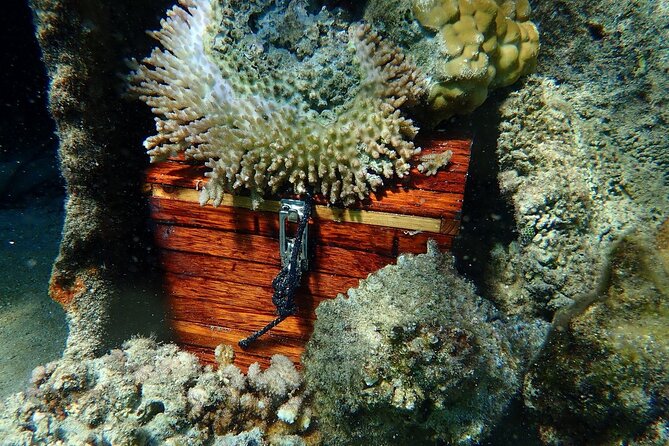 Reef Discovery Private Treasure Hunt - Private touring makes the price easier to assess