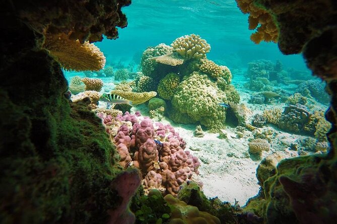 Reef Discovery Private Treasure Hunt - Coral gardens and fish gardens make the reef easy to understand