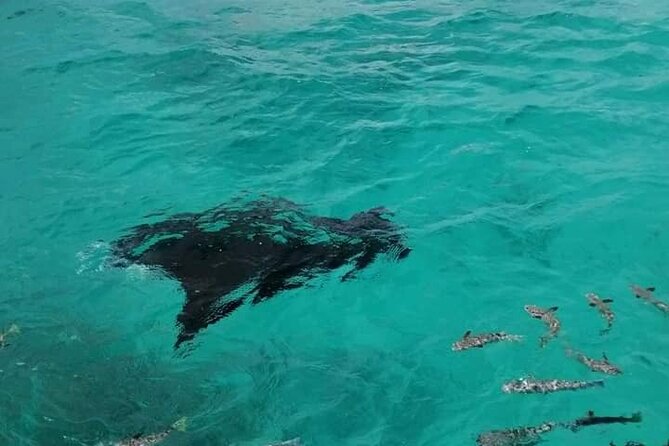 Reef island private tour - Exploring the feo from 10:30 a.m. to noon