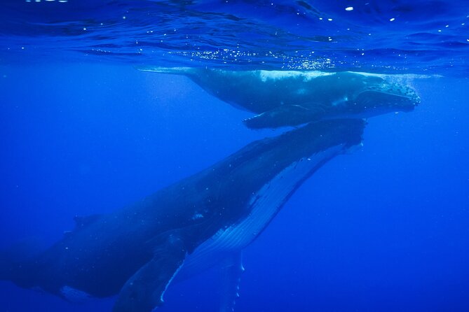 Respectful whale excursion to Tahiti in 4h30 - Key points to know before you book