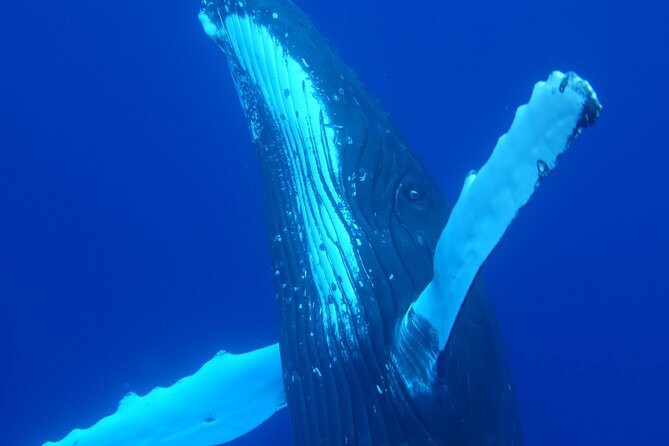 Respectful whale excursion to Tahiti in 4h30 - A small boat makes a big difference
