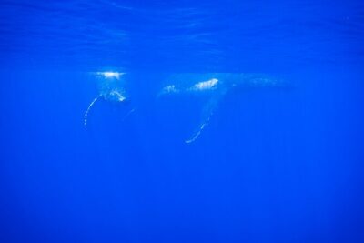Respectful whale excursion to Tahiti in 4h30