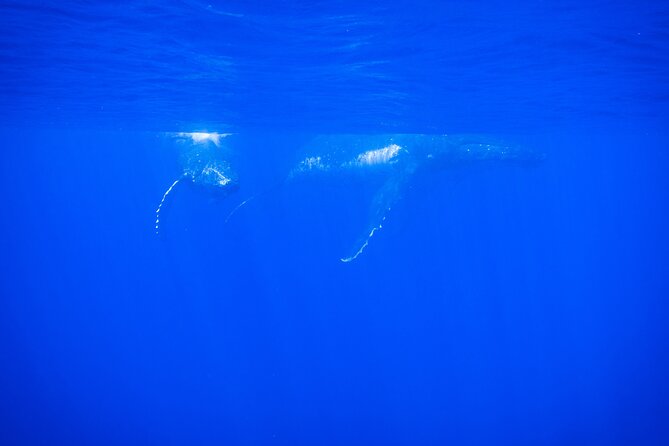 Respectful whale excursion to Tahiti in 4h30 - From Papeete Marina to dolphin country