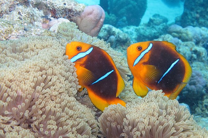 Romantic Dive for beginners in Bora Bora (2 people) with Video - Learning the basics before going underwater