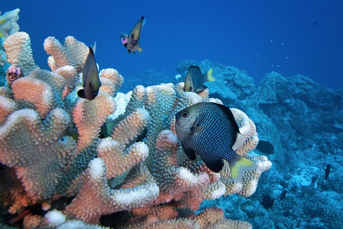 Romantic Dive for beginners in Bora Bora (2 people) with Video - Timing, transport, and the flight rule