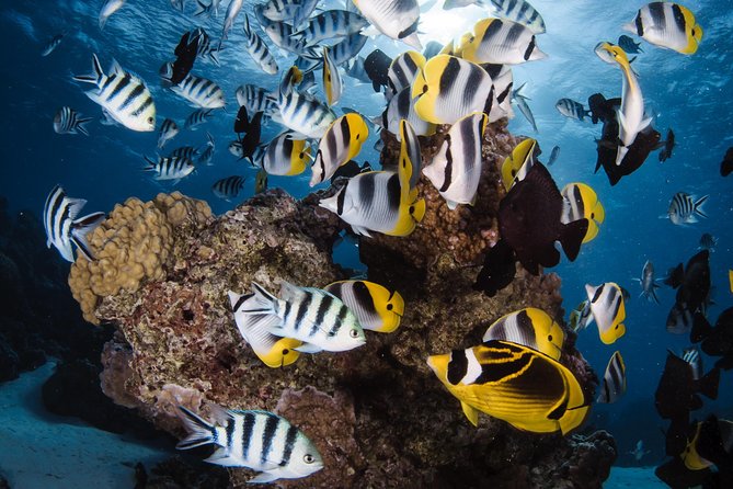 Romantic Dive for beginners in Bora Bora (2 people) with Video - A private setup for two beginners