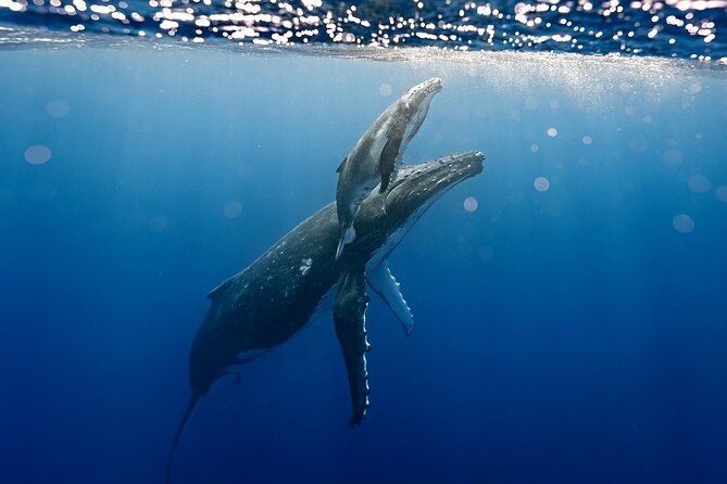 Sacred Experience Swimming with a Whale in Moorea - Leaving Marina Vai’are for the open sea