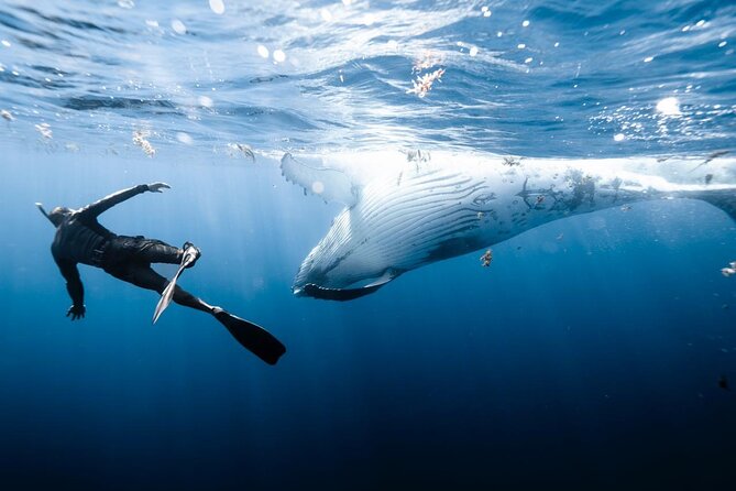 Sacred Experience Swimming with a Whale in Moorea - Searching for humpback whales