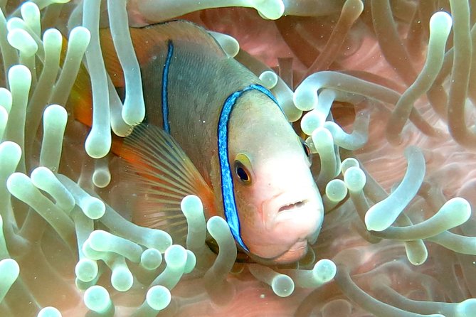 Sea Scooter Jet Snorkeling "Moorea Dream Adventure" - Should you book Moorea Dream Adventure?