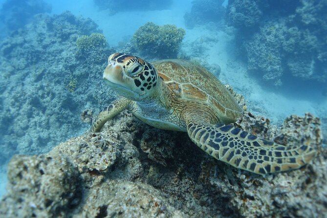 Sea Scooter Jet Snorkeling "Moorea Dream Adventure" - Three sites, three different underwater scenes