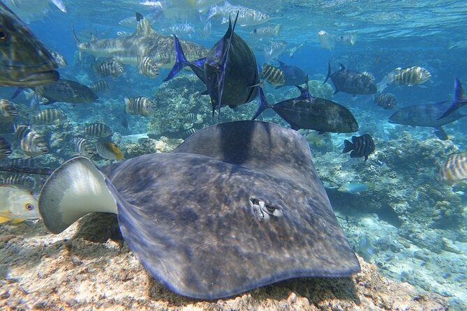 Sea Scooter Jet snorkeling "Moorea Reef Adventure" - Why a sea scooter changes ordinary snorkeling