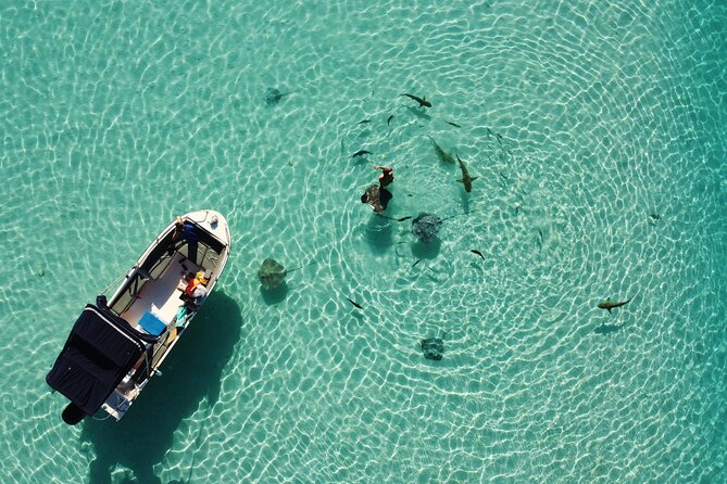 Sea Scooter Jet snorkeling "Moorea Reef Adventure" - How much marine life can you expect?