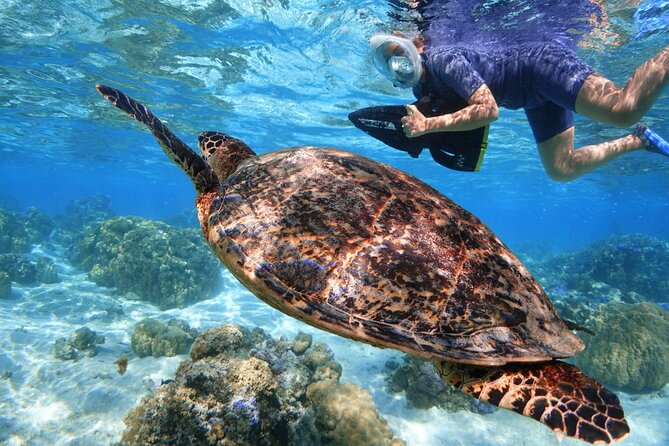 Sea Scooter Jet snorkeling "Moorea Reef Adventure" - Setting out from Moorea’s Lagoonarium area