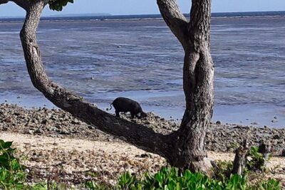 See Hear and Experience Full Island tour